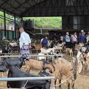 धरानमा बढ्यो खसीबोकाको कारोबार धरानमा बढ्यो खसीबोकाको कारोबार